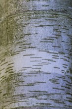 Texture of white birch tree bark with stripes