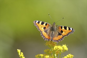 Small tortoiseshell (Aglais urticae), on a goldenrod (Solidago) flower, Wilden, North