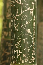 Grafity on a bamboo cane, Marrakech, Morocco, Africa