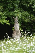 Close-up of western grey kangaroo (Macropus fuliginosus) in a flowermeadow in spring