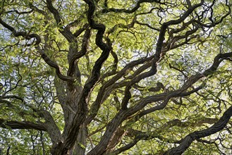 Deciduous tree, locusts (Robinia), view into the gnarled tree crown, North Rhine-Westphalia,