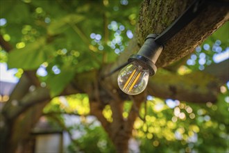 Close-up of a light bulb hanging from a tree in a green garden with blurred background, Harz