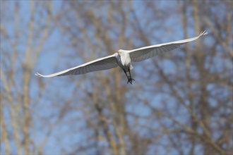 Great egret (Ardea alba) in flight in the sky, Bas-Rhin, Alsace, Grand Est, France, Europe