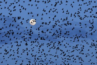 Flock of starlings in flight in front of full moon, Switzerland, Europe