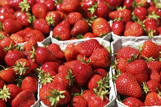 Fresh strawberries from Germany at the market in Mutterstadt, Rhineland-Palatinate