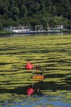 Buoy on the regatta course on Lake Baldeney, cormorant and heron hang out, the area is colonised by