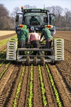 Agriculture, herb gardening, parsley is planted in rows in a field with a planting machine