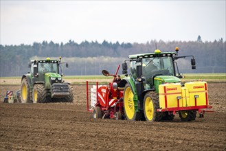 Early potatoes are placed in the soil of the field with a planting machine, Agriculture, Spring