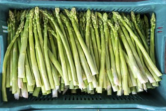 Asparagus farm, green asparagus is washed, cut and sorted by quality after harvesting, near