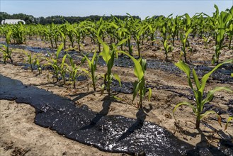 A maize field, with young plants, is fertilised with liquid manure, near Geldern, North