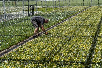 Horticultural business, greenhouse, various types of potted plants are grown here to be sold in