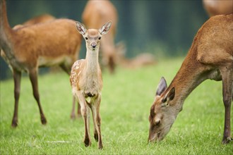 Red deer (Cervus elaphus) fawn walking on a meadow in the mountains in tirol, Kitzbühel, Wildpark