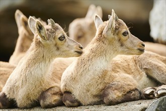 Alpine ibex (Capra ibex) youngsters, lying on a rock, wildlife Park Aurach near Kitzbuehl, Austria,