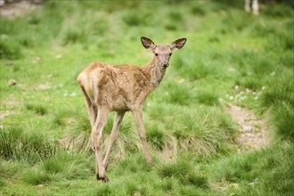 Red deer (Cervus elaphus) calf standing on a meadow, Bavaria, Germany, Europe