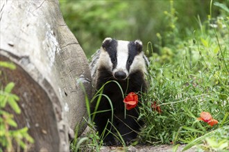 A badger stands in front of a log and colourful summer flowers in a green forest landscape,