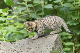 A small kitten intently exploring the surface of a large stone, wildcat (Felis silvestris),