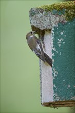 European pied flycatcher (Ficedula hypoleuca), in spring at the nesting box, Hesse, Germany, Europe