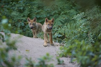 Gray wolf (Canis lupus), two pups walking carefully on a sandy hill in a dense, green forest,