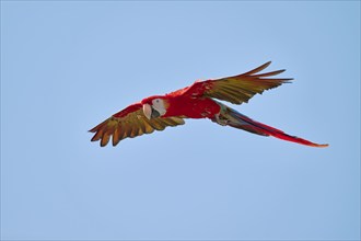 Scarlet Macaw (Ara macao) in flight, captive, Lower Saxony, Germany, Europe