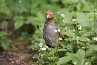 Gray partridge (Perdix perdix), Bavaria, Germany, Europe