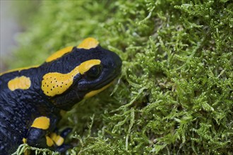 Fire salamander (Salamandra salamandra), Lower Saxony, Germany, Europe