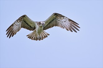 Western osprey (Pandion haliaetus) in flight, Lower Saxony, Germany, Europe