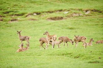 Red deer (Cervus elaphus) fawns on a meadow in the mountains in tirol, herd, Kitzbühel, Wildpark