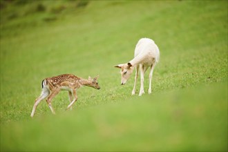 European fallow deer (Dama dama) mother with her fawn standing on a meadow, tirol, Kitzbühel,