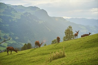 Red deer (Cervus elaphus) stag standing on a meadow in the mountains in tirol, Kitzbühel, Wildpark