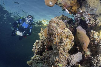 Diver looking at giant moray (Gymnothorax javanicus) in the evening light. Dive site House Reef,