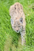 Eurasian lynx (Lynx lynx) youngster walking through the grass, Bavaria, Germany, Europe