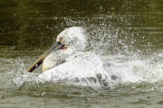 Dalmatian pelican (Pelecanus crispus), bathing, France, Europe