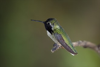 Costacolibri, (Calypte costae), adult, male, in perch, Sonora Desert, Arizona, North America, USA,