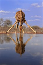 Southern giraffe (Giraffa camelopardalis giraffa), adult, drinking, at the water, Kruger National