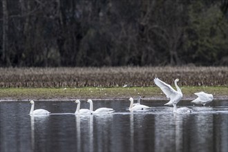 Tundra swans (Cygnus bewickii), Emsland, Lower Saxony, Germany, Europe