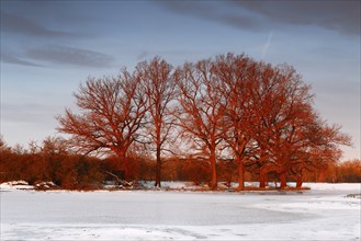 Winter floods 2024 on the Elbe and Mulde rivers with flooding of the meadows, ice on the meadows