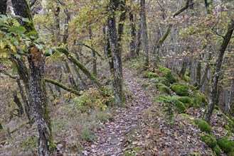 Narrow hiking trail leads over a mountain ridge, gnarled deciduous trees with autumn leaves, mossy