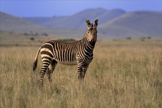 Cape Mountain Zebra (Equus zebra zebra), adult, foraging, Mountain Zebra National Park, Eastern