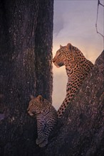 Leopard, with young, 6 months, old, Panthera pardus, Botswana, Botswana, Botswana, Africa