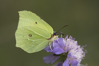 Brimstone butterfly (Gonepteryx rhamni) adult male insect feeding on a Field scabious flower in the