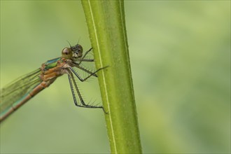 Emerald damselfly (Lestes sponsa) adult female insect resting on a plant stem, Suffolk, England,