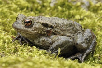 Common toad, (Bufo bufo), sitting on moss, Bavarian Forest NP, Bavaria, Federal Republic of Germany