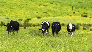 Cows and Farms in Yorkshire Dales National Park, North Yorkshire, England, United Kingdom, Europe