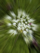 Bishop's weed, small cartilaginous carrot, toothpick cartilaginous carrot, toothpick herb,