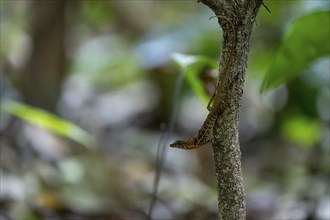 Anolis (Anolis) sitting on a branch, Carara National Park, Tarcoles, Puntarenas Province, Costa