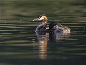 Great crested grebe (Podiceps scalloped ribbonfish) with two young birds swimming on a pond,