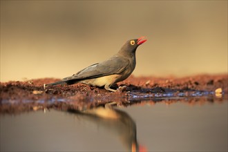 Red-billed oxpecker (Buphagus erythrorhynchus), adult, at the water, drinking, alert, Kruger