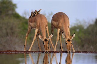 Black heeler antelope (Aepyceros melampus), adult, female, two females, at the water, drinking,