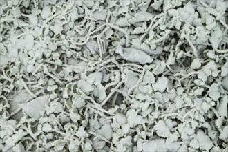 Leaves and grass covered with hoarfrost. Abstract floral background, garden and winter concept.