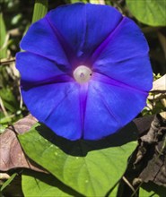 Beautiful morning glory flower with blue petals